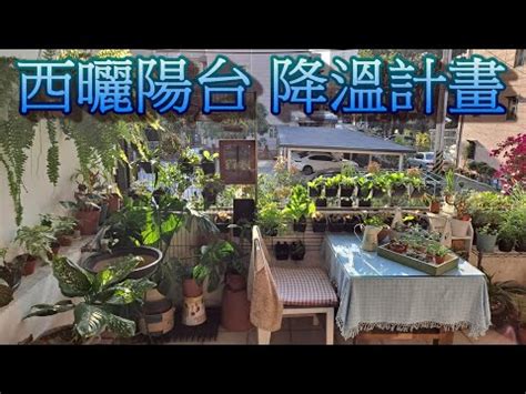 陽台西曬|【西曬陽台 植物】在西曬陽台上也能生機勃勃！15 種。